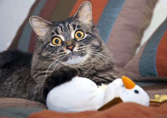 传统武术巡回表演,古老技艺展现新时代精神,武术演出