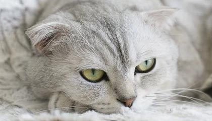 爱游戏官网-伊朗男篮在亚洲预赛中奋勇前进，期待奥运奖牌突破，伊朗男篮2021