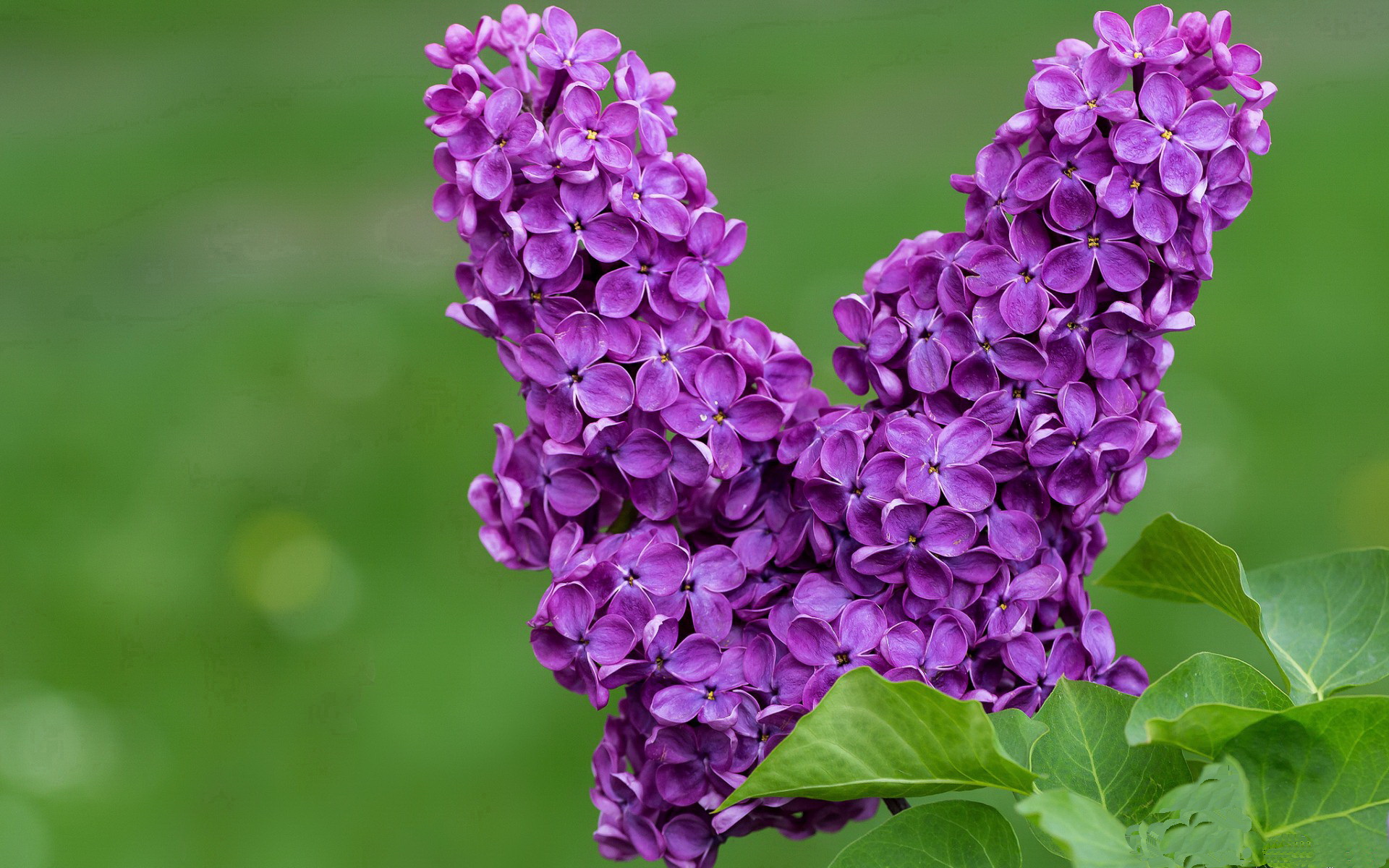 史上最年轻“冠军射手”首次亮相欧冠，最年轻的s赛冠军